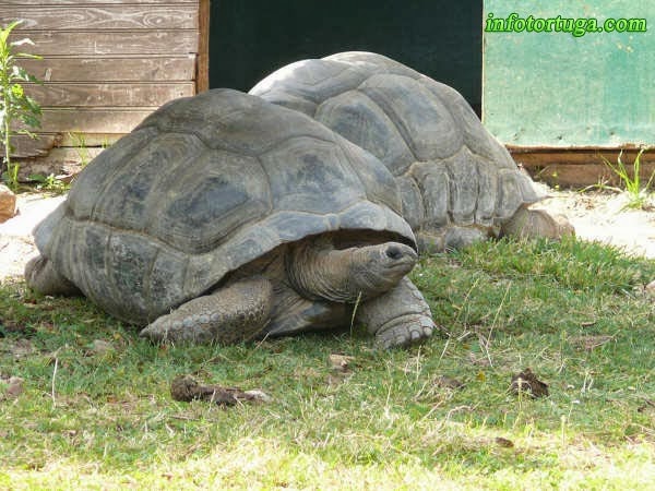 tortuga aldabra