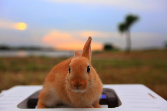 Cutest Bunny Pictures You Would Love To See Everyday