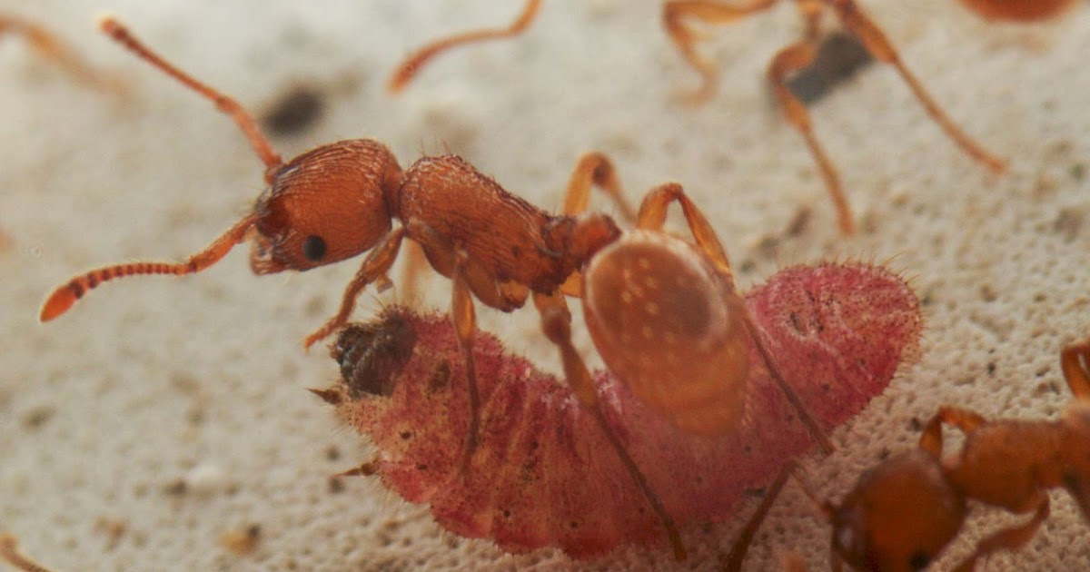 A Game of Thrones Butterfly Larvae Pretends To Be Queen Ant To Survive