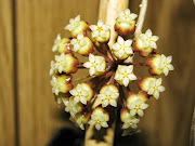 hoya finlaysonii I