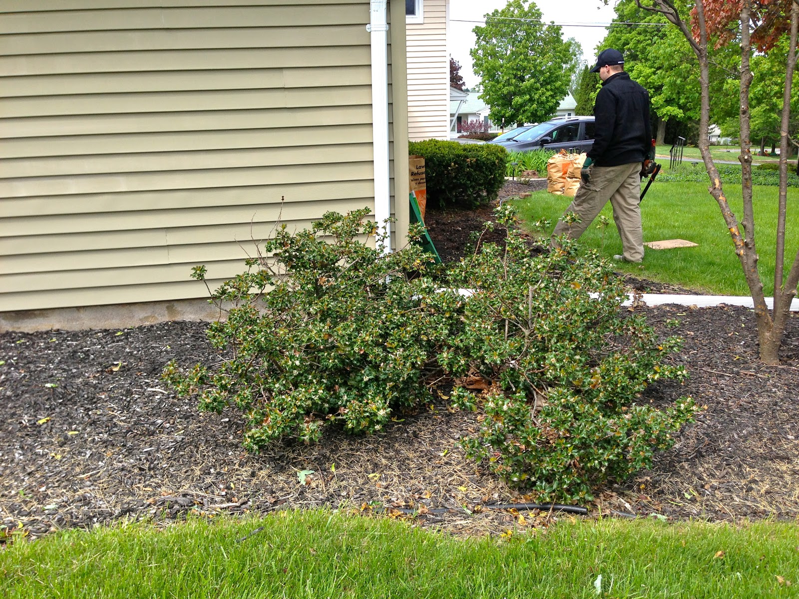 Eclectified Living Holly Bush Removal
