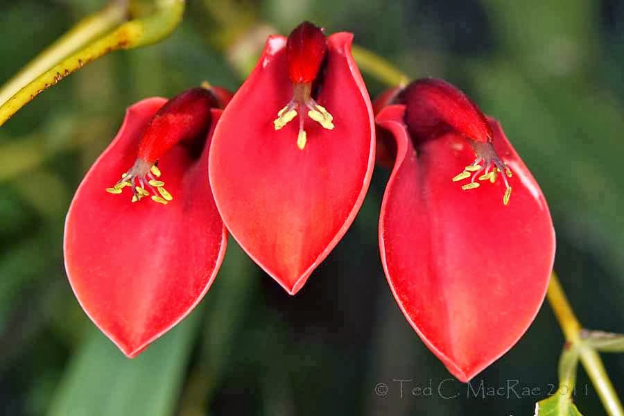 POWER FLOWERS: ARGENTINA - ERYTHRINA CRISTINA GALLI