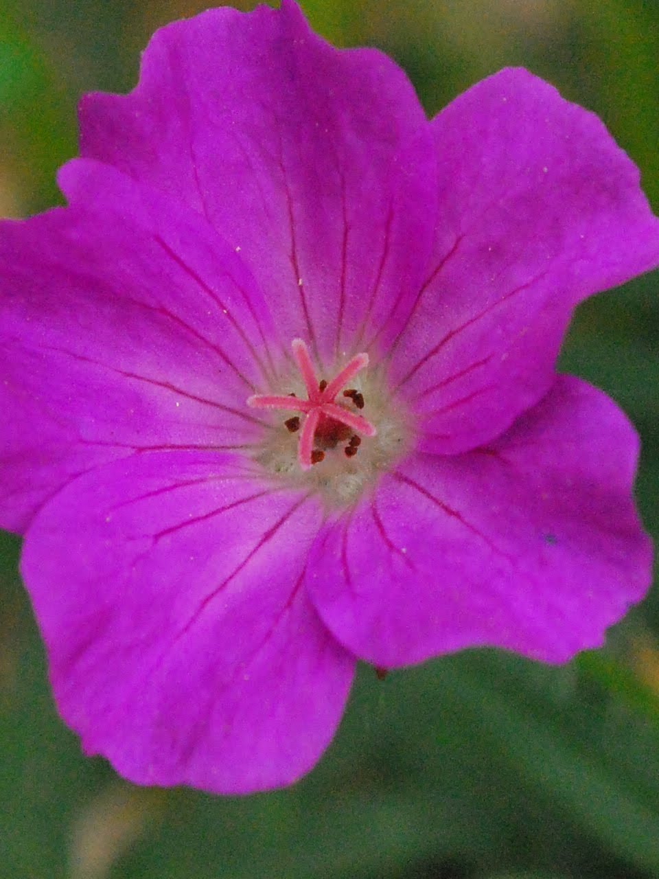 Dodonaea Viscosa Archives Ramblings From A Desert Garden