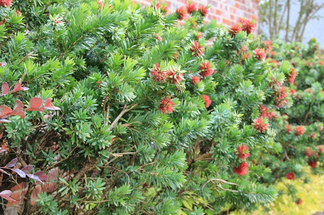 louisiana flowering shrubs