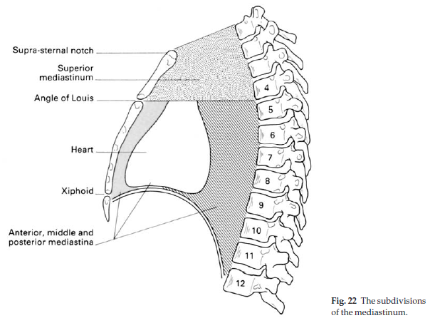 Understanding the Clinical Guide to Anatomy: The Mediastinum-The