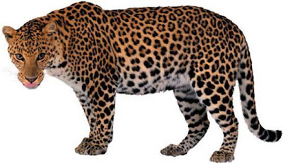 LEOPARDO Foto del leopardo