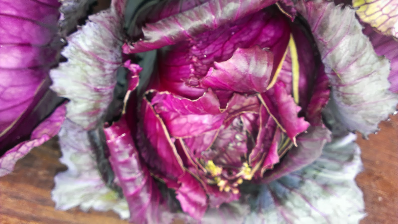 Glut a year in my patch Red Drumhead cabbage