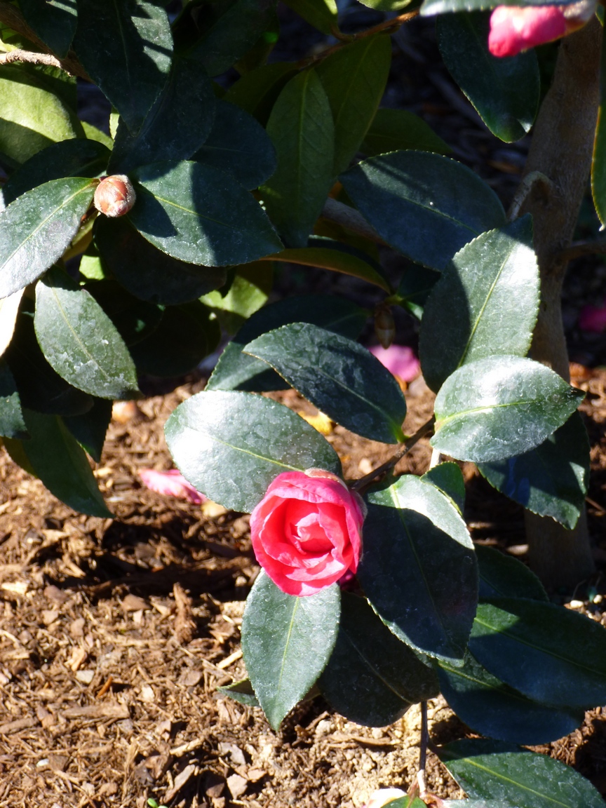 Garden Of Aaron The December Garden Camellia Sasanqua In Bloom