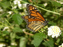 Monarch butterfly