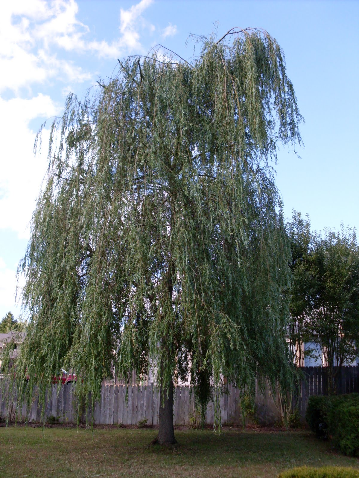 A Yellow Rose Of Texas Life Lessons From My Weeping Willow Tree