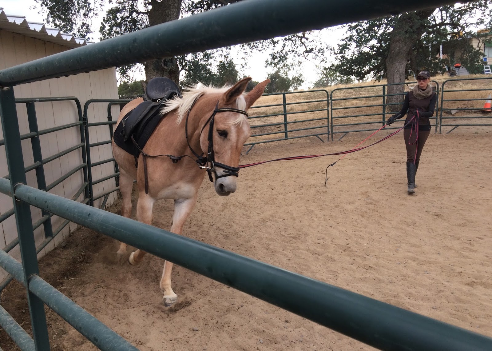 Friday Lesson with Laura Hermanson DIY Horse Ownership