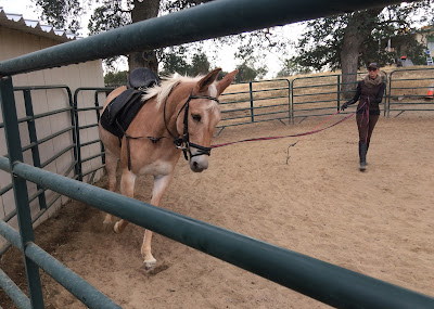 palomino mule lunging