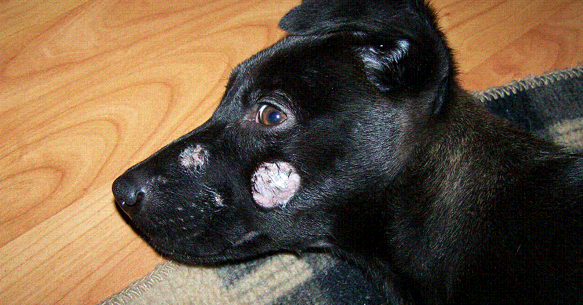 puppy diseases site disease ringworm in dogs puppy diseases site disease ringworm in dogs