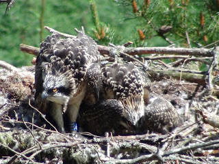 Three ringed chicks back in the nest after ringing. Three ringed chicks back in the nest after ringing.