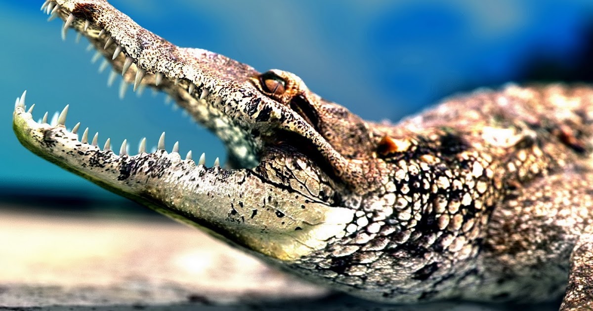 Crocodile Sharp Teeth | Full HD Desktop Wallpapers 1080p