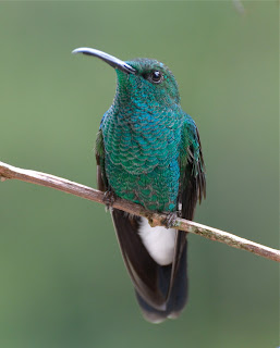 White-Vented Plumateer