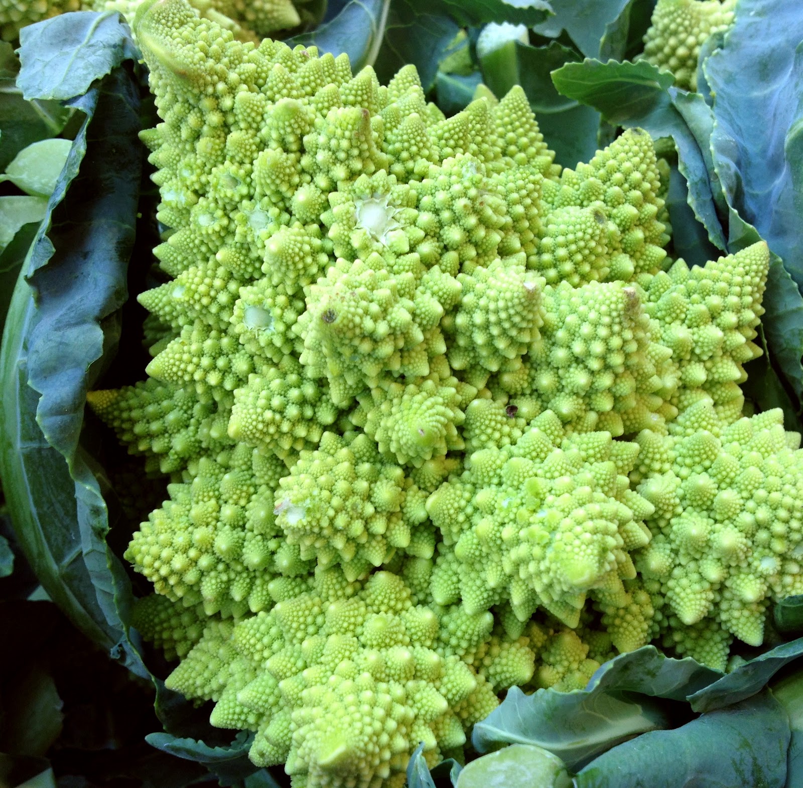 Fractal Cauliflower