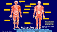 http://www.juntadeandalucia.es/averroes/~23003429/educativa/musculos.html