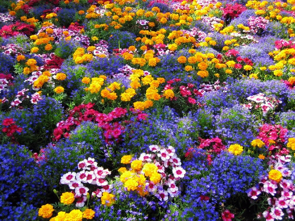 plantas para jardim altas:65297_Papel-de-Parede-Jardim-de-Flores–65297_1024x768%5B1%5D.jpg plantas para jardim altas:65297_Papel-de-Parede-Jardim-de-Flores–65297_1024x768%5B1%5D.jpg