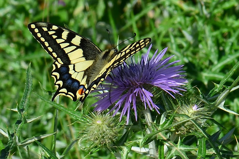 Nikon D7000 + Micro Nikkor 105 VR a 105 (157) mm • ISO 180 • 1/160 • f/16 • Recorte