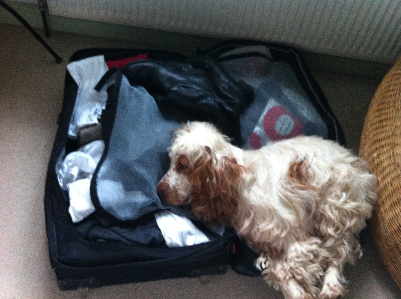 Crafty Green Mum Train travel, doggie style top tips for taking dogs