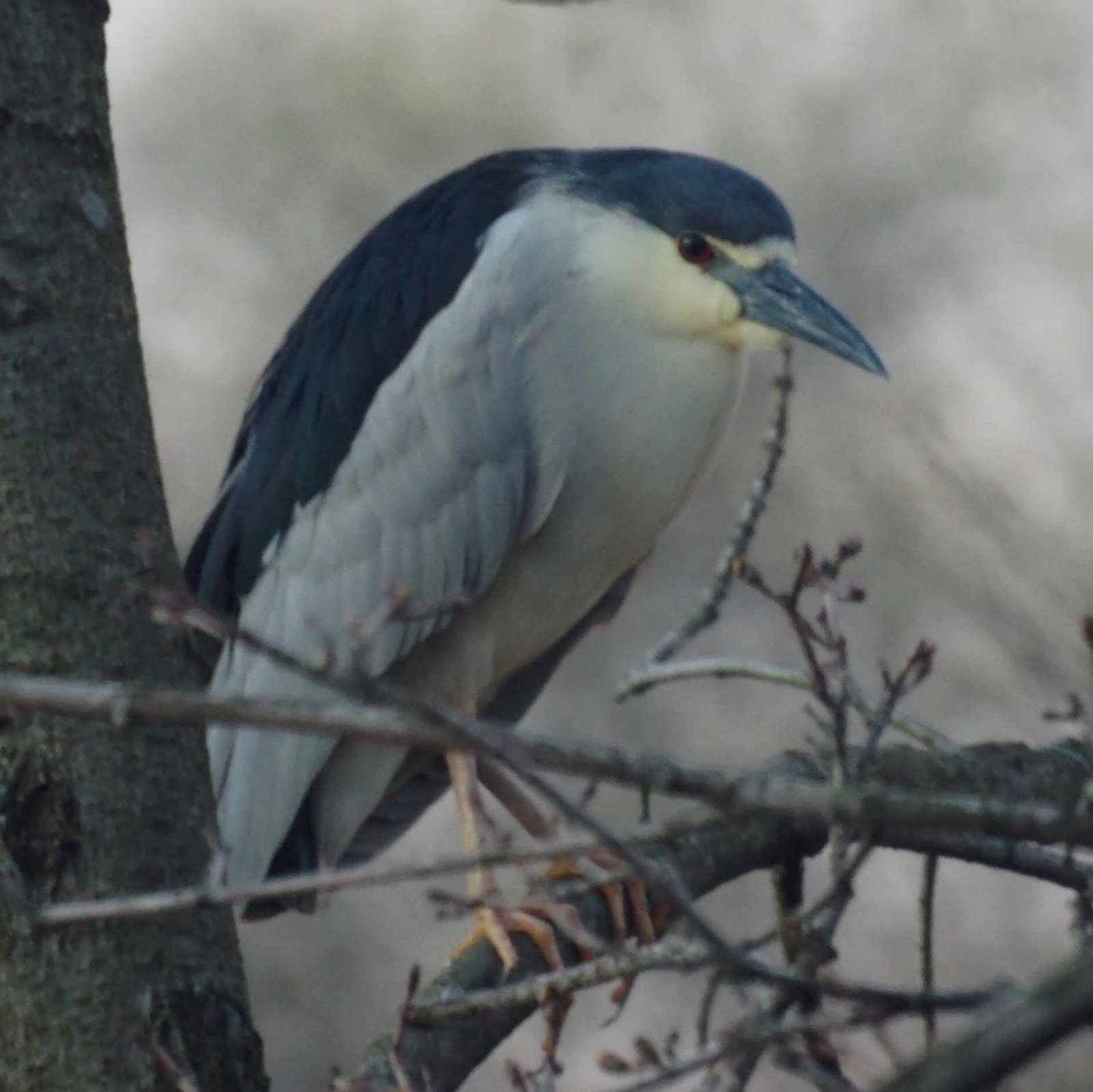 Collection 93+ Pictures Pictures Of Birds Of Prey In Nj Updated