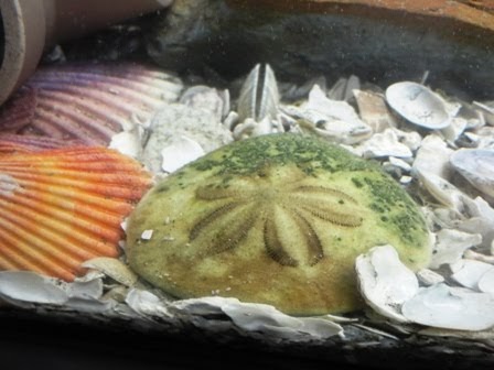 わがままな釣魚水槽 Weblog 白骨化したタコノマクラ