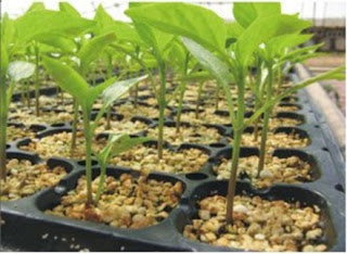 http://www.jlgreenhousesupplies.com/product/plant-tray/plant-tray.html