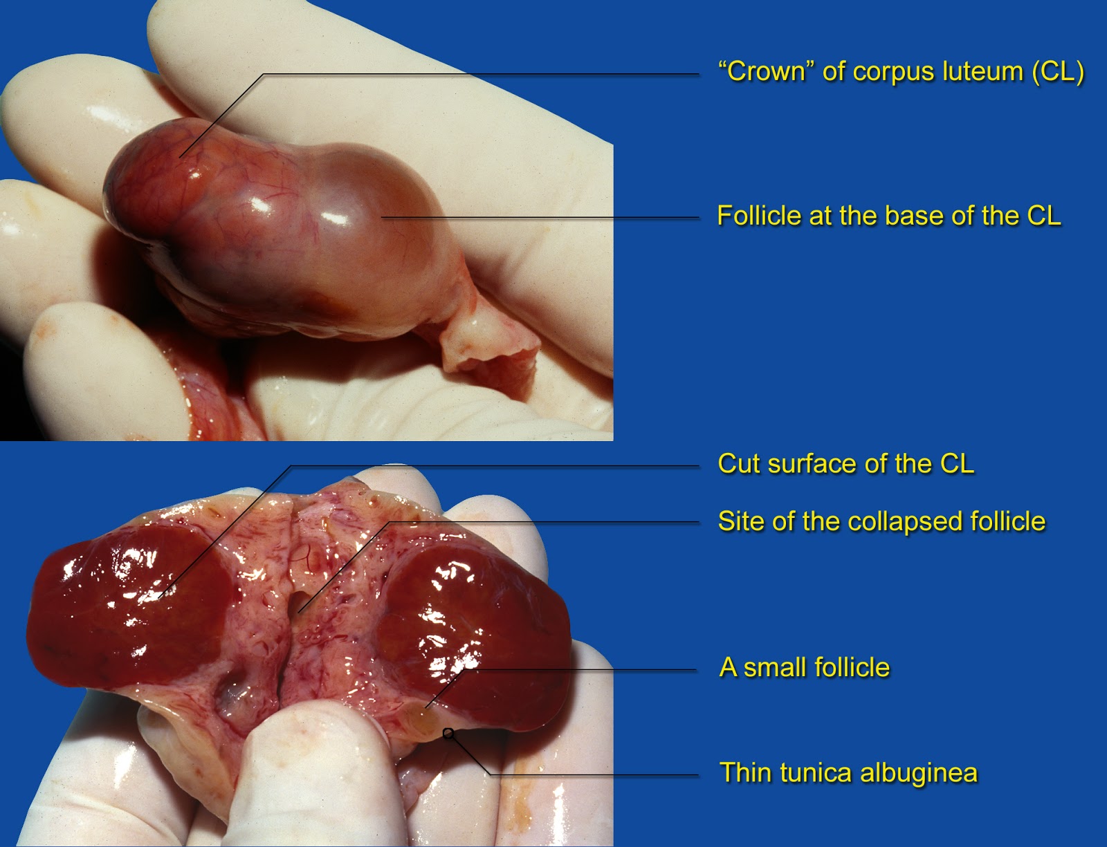 lori bovine size of ovaries