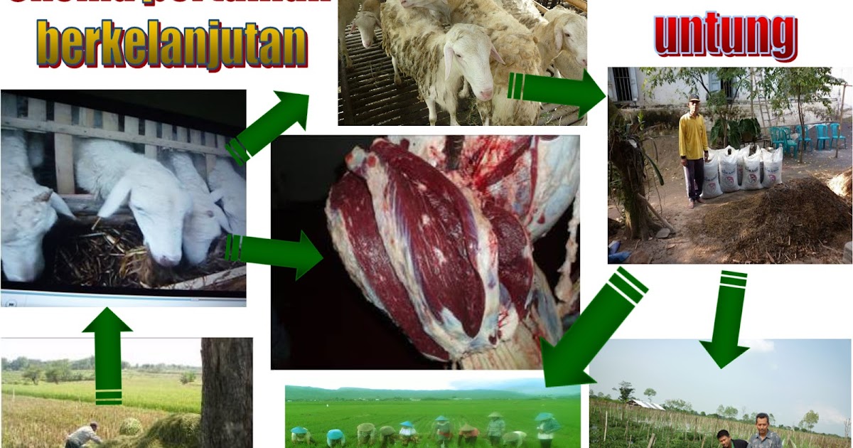 Ternak bebek ala hcs ternak kambing cutting-edge