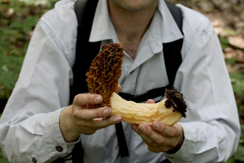 Vermont Wild Edibles Morels & Lobster Mushrooms found in Vt