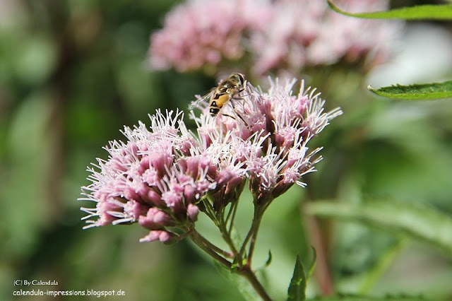 Keilfleckschwebfliege Eristalis Wasserdost Eupatorium Biene Scheinbiene Mistbiene