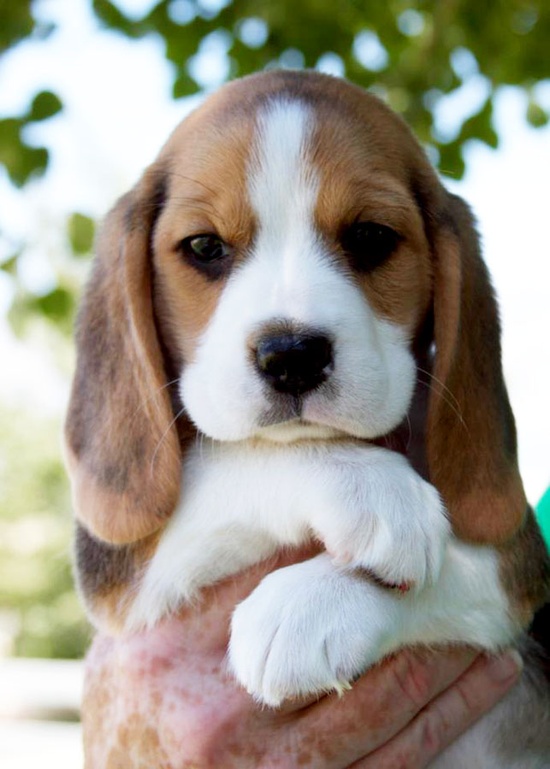 Adorable cute beagle puppy in hands The Animals