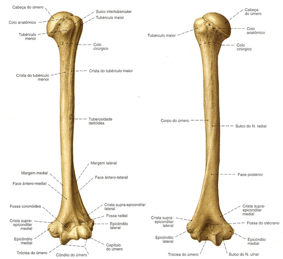 Braço e antebraço anatomia