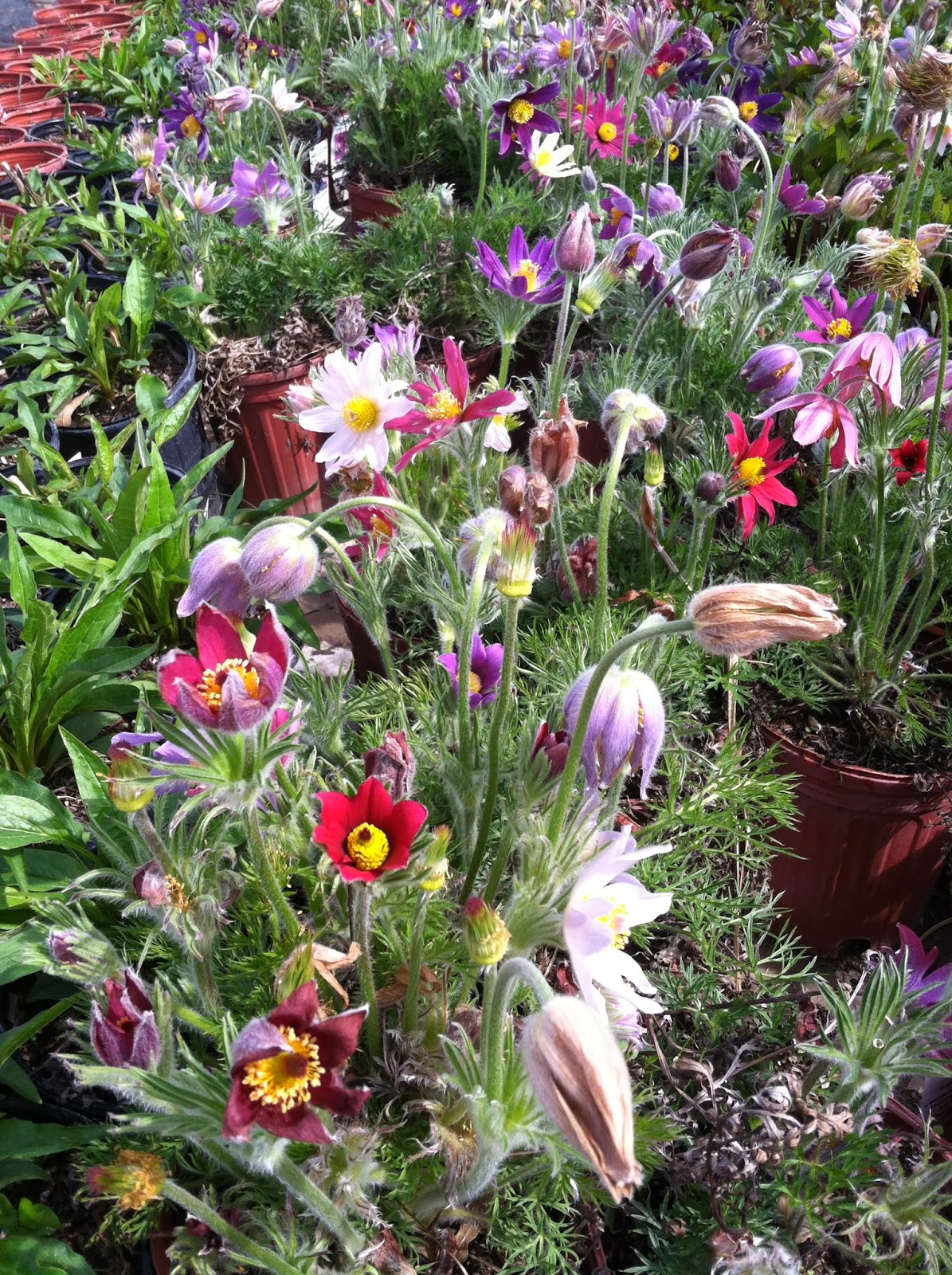 Landscape Design Guru Favorite Michigan Spring Perennials