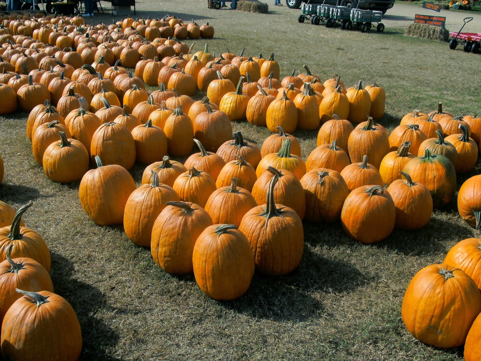 Southern Soul The Pumpkin Patch