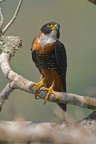 Argentina nativa Halcón negro grande (Falco deiroleucus)