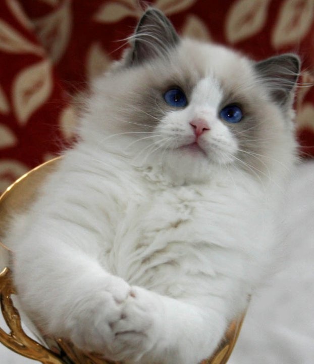 Temperament and Personality of Ragdoll Annie Many