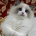 Temperament and Personality of Ragdoll