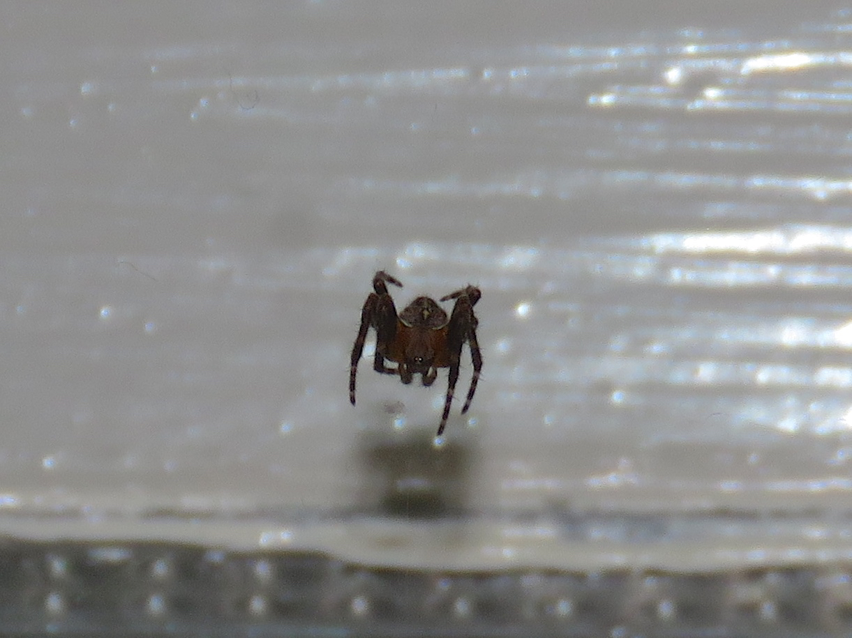 BugBlog Winter active spiders in the house