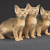 Ruddy and Blue Abyssinian Kittens