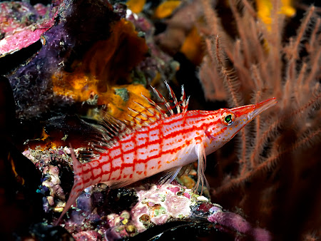 gambar bawah laut, dalam laut