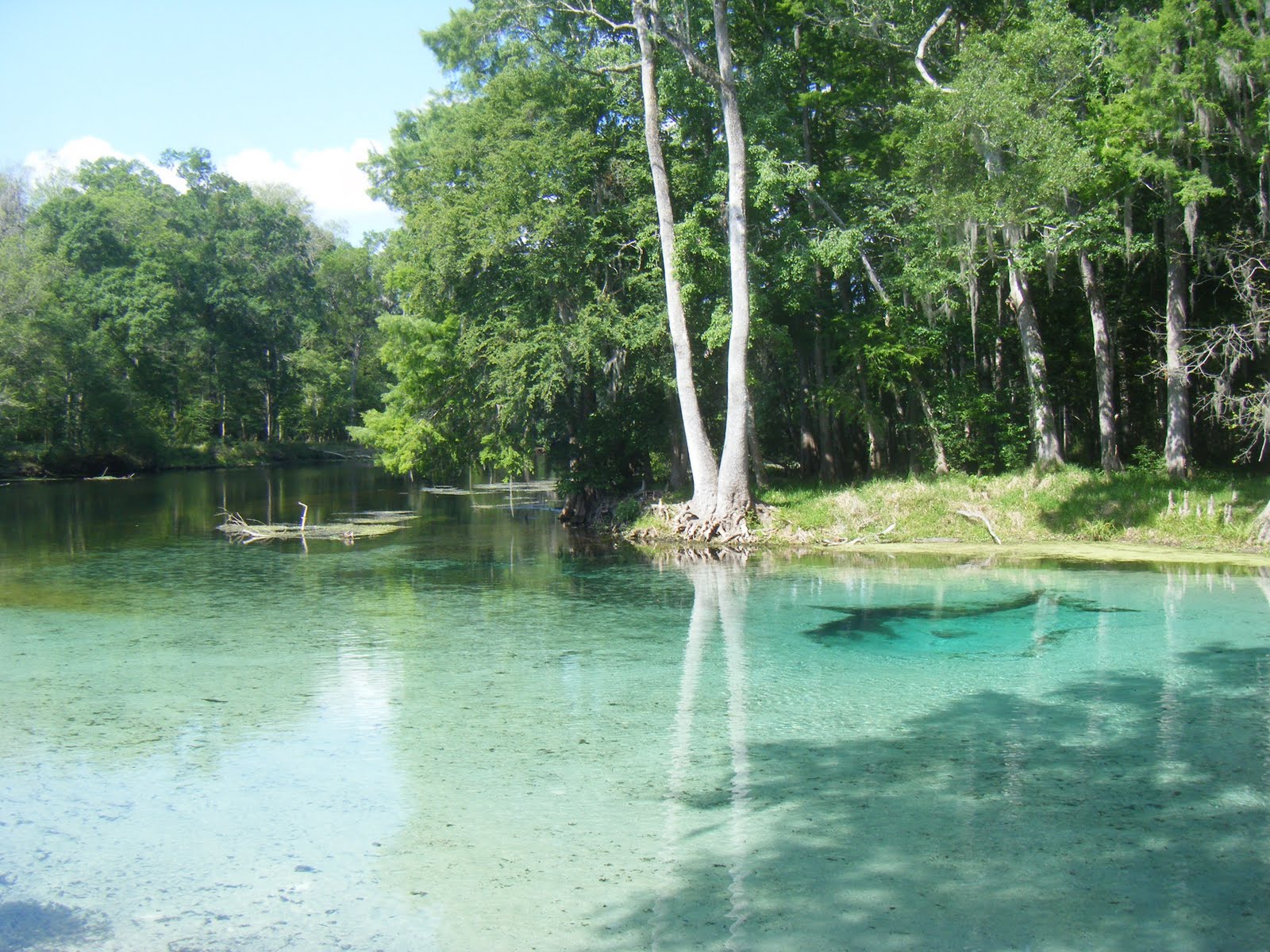 From Sheep to Alligators Introduction to Gainesville Florida