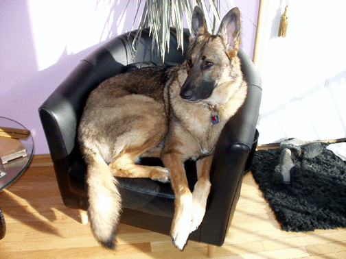 Hailey curled up in a too small chair