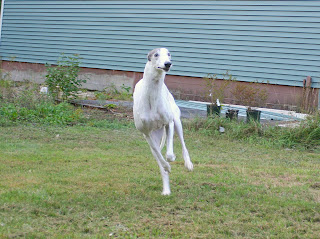 Blue greyhound runs like the wind