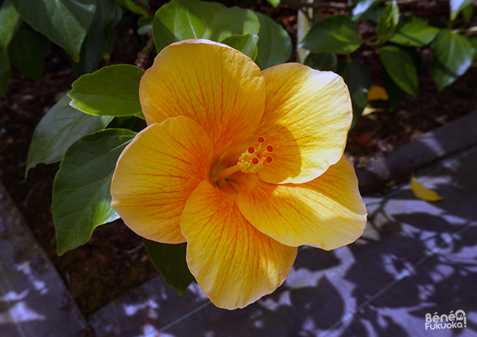 Hibiscus, Utopia farm, Miyakojima, Okinawa Hibiscus, Utopia farm, Miyakojima, Okinawa