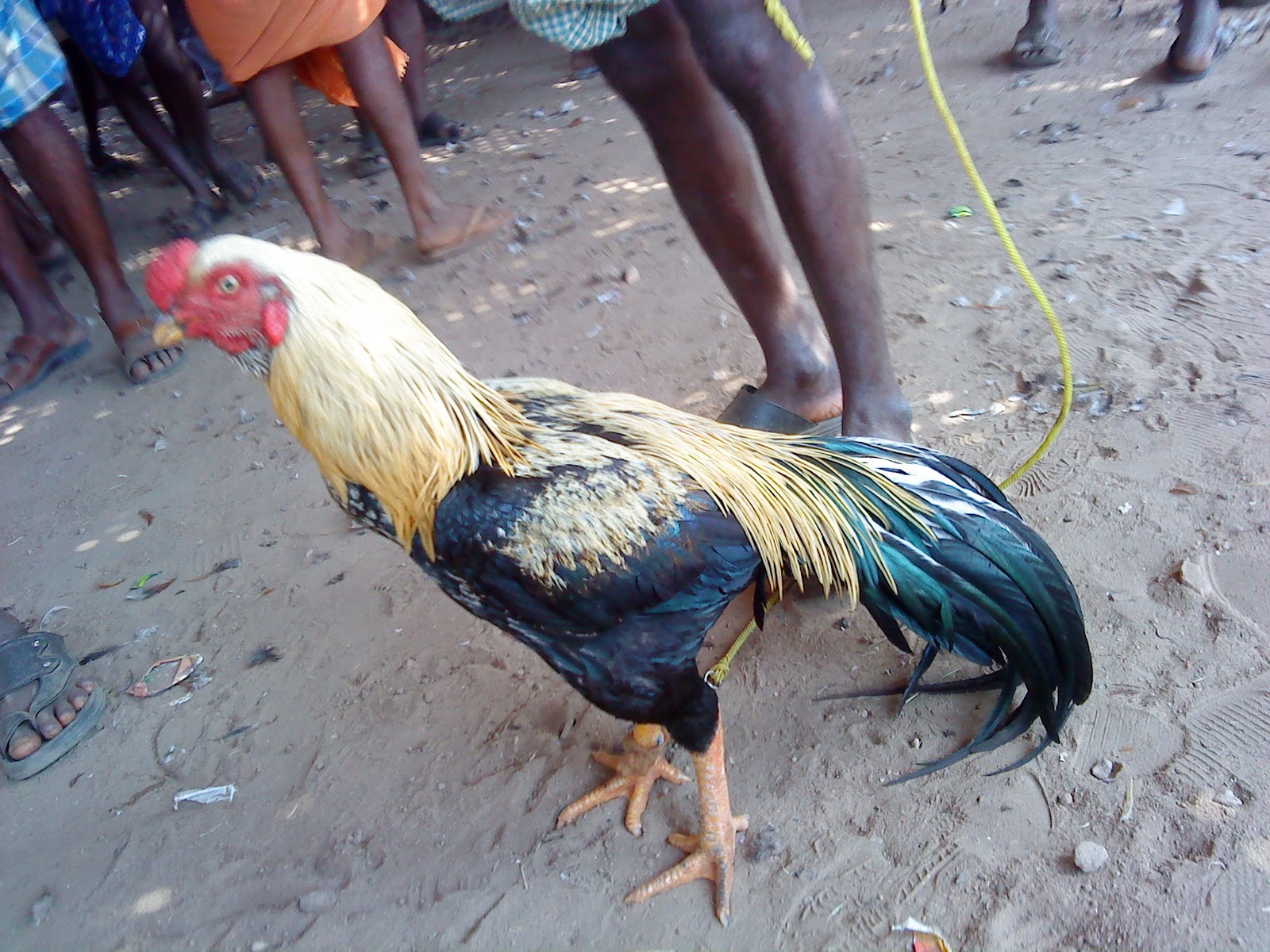 TAMIL ASILS TAMIL ASIL KNIFE FIGHTERS