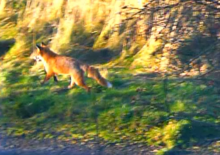 Fox on the prowl