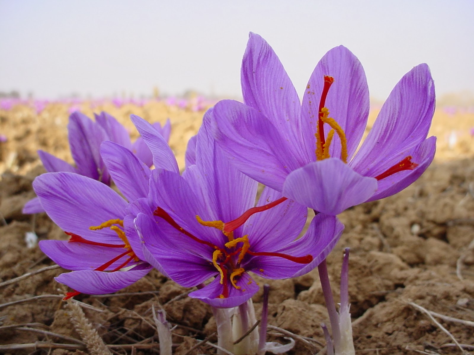Flower Homes Saffron Flowers