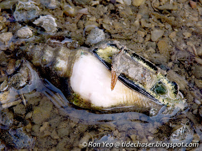 Black-lipped Conch (Canarium urceus) Black-lipped Conch (Canarium urceus)